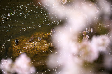  桜 56