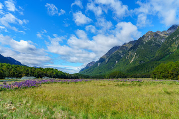 meadow with lupins in a valley between mountains, new zealand 3