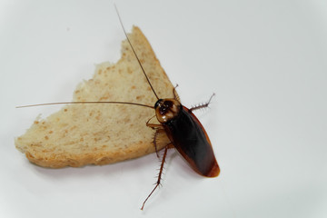 Cockroaches eat bread on a white background
