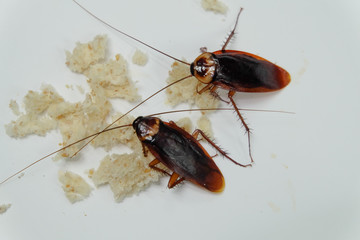 Cockroaches eat bread on a white background