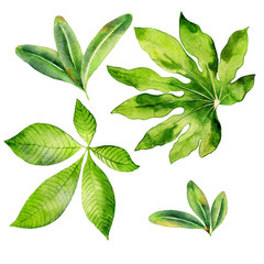 Collection of green watercolor leaves