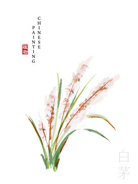 Watercolor Chinese ink paint art illustration nature plant from The Book of Songs White Cogongrass. Translation for the Chinese word : Plant and White Cogongrass