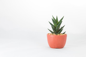 Cactus or haworthia in a pot on white background.
