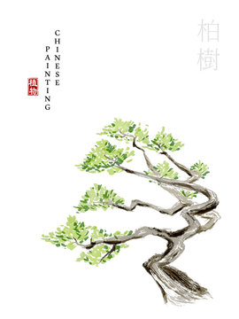 Watercolor Chinese ink paint art illustration nature plant from The Book of Songs oriental cypress. Translation for the Chinese word : Plant and cypress