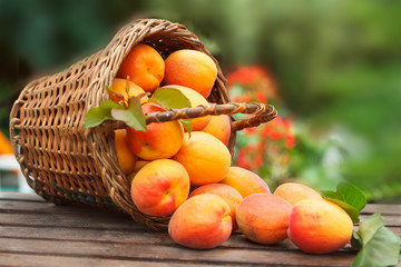 Apricot. Ripe Organic Apricots in wicker basket with leaves on a  wooden table over green nature blurred background in a orchard.