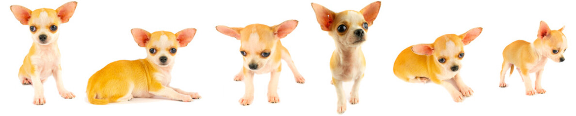 Chihuahua puppy dog small collection set isolated on white background