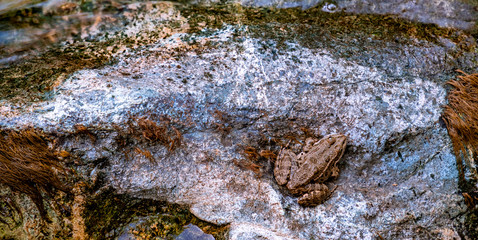 Frog sitting on a rock by the riverside