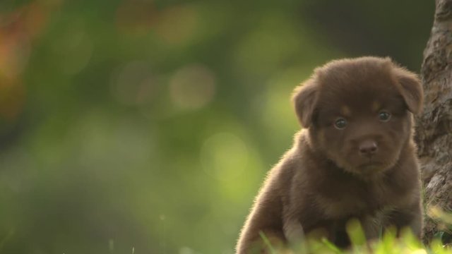 slow motion of cute puppy playing in the park