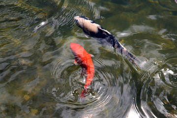 Colorful koi fish swimming in the lake