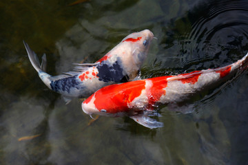 Colorful koi fish swimming in the lake