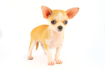 Chihuahua puppy little dog isolated on white background