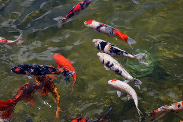 Colorful koi fish swimming in the lake
