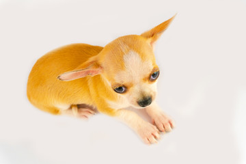 Chihuahua puppy little dog isolated on white background