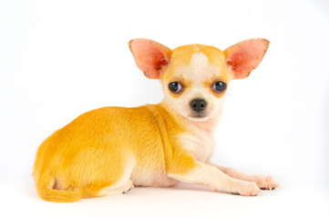 Chihuahua puppy little dog isolated on white background