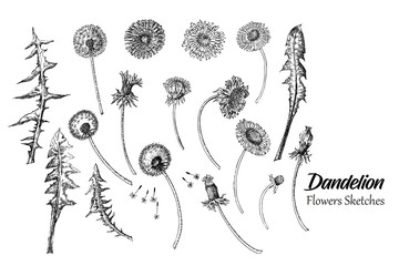 Dandelions Wild Flowers Sketches. Hand Drawn Illustration - 274671183