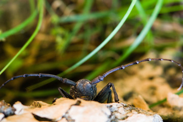 Close up view of a black spotted pine sawyer beetle (Monochamus Galloprovincialis).