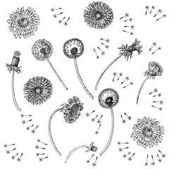 Dandelions Flowers Seamless Pattern.  Hand drawn sketches. - 274671308