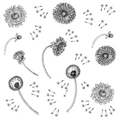 Dandelions Flowers Seamless Pattern.  Hand drawn sketches. - 274671324