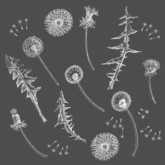 Dandelions Flowers Seamless Pattern.  Hand drawn sketches  - 274671336
