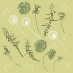 Dandelions Flowers Seamless Pattern.  Hand drawn sketches  - 274671364