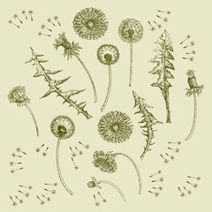 Dandelions Flowers Seamless Pattern.  Hand drawn sketches  - 274671384