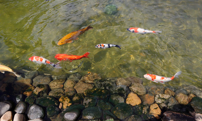 Colorful koi fish swimming in the lake