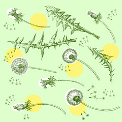 Dandelions Flowers Seamless Pattern.  Hand drawn sketches - 274671508
