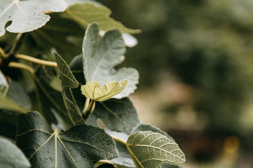  The nature of Montenegro in macro photography. Abstract tropical backgrounds of leaves and grass.