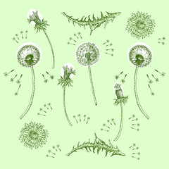 Dandelions Flowers Seamless Pattern.  Hand drawn sketches - 274671531