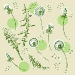 Dandelions Flowers Seamless Pattern.  Hand drawn sketches - 274671550