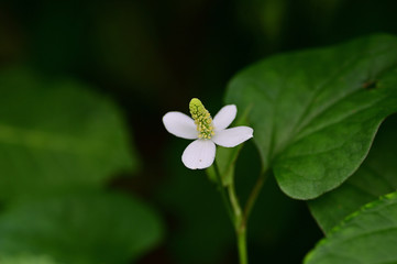 Many beautiful flowers bloom in spring.