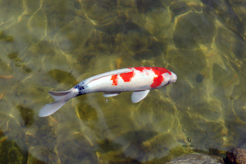 Colorful koi fish swimming in the lake