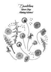 Dandelions Poster Wild Flowers Sketches. Hand Drawn Illustration - 274671701