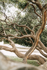  The nature of Montenegro in macro photography. Abstract tropical backgrounds of leaves and grass.