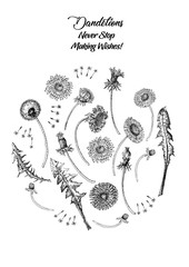 Dandelions Poster Wild Flowers Sketches. Hand Drawn Illustration - 274671726