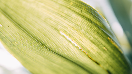  The nature of Montenegro in macro photography. Abstract tropical backgrounds of leaves and grass.