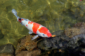 Colorful koi fish swimming in the lake