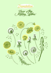 Dandelions Poster Wild Flowers Sketches. Hand Drawn Illustration - 274672142