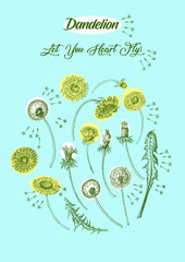 Dandelions Poster Wild Flowers Sketches. Hand Drawn Illustration - 274672176