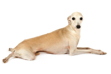 Cute Italian Greyhound dog lying in the studio