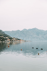 Fototapeta na wymiar Nature and sea in Europe. Morning and evening in the Bay of Kotor, Montenegro.