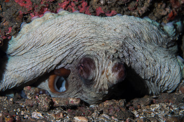 Reef Octopus