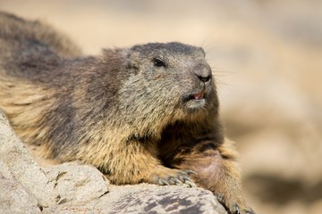 Mountain Marmot, also Alpine Marmot (Marmota marmota) is a species of rodent inhabiting the mountainous regions of Central and Southern Europe.