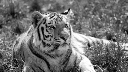The Siberian Tiger (Panthera tigris altaica), also known as the Siberian, Amur, Altaic, Korean, Manchurian or North Chinese tiger, is the largest feline known.
