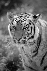 The Siberian Tiger (Panthera tigris altaica), also known as the Siberian, Amur, Altaic, Korean, Manchurian or North Chinese tiger, is the largest feline known.