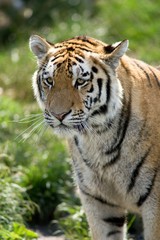 Fototapeta na wymiar The Siberian Tiger (Panthera tigris altaica), also known as the Siberian, Amur, Altaic, Korean, Manchurian or North Chinese tiger, is the largest feline known.