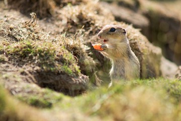 Naklejka na ściany i meble European Ground Squirrel (Spermophilus citellus) is a European representative of the genus Ground Squirrel. Like all other squirrels, he is a representative of the rodent order.