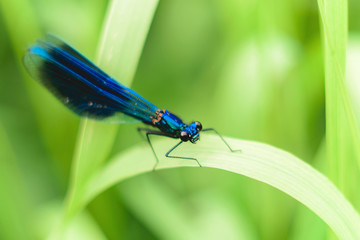 morning dark blue dragonfly sits on a light green grass on a light background