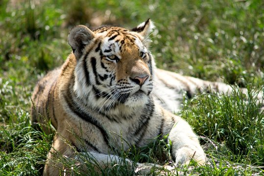 The Siberian Tiger (Panthera tigris altaica), also known as the Siberian, Amur, Altaic, Korean, Manchurian or North Chinese tiger, is the largest feline known.