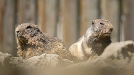 Mountain Marmot, also Alpine Marmot (Marmota marmota) is a species of rodent inhabiting the mountainous regions of Central and Southern Europe.
